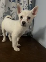 Ricky, a male Alaskan Klee Kai for sale in Durham, CT – Photo 5 of 10