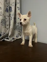 Ricky, a male Alaskan Klee Kai for sale in Durham, CT – Photo 2 of 10