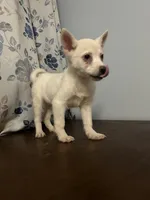 Ricky, a male Alaskan Klee Kai for sale in Durham, CT – Photo 4 of 10