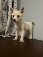 Ricky, a male Alaskan Klee Kai for sale in Durham, CT – Photo 1 of 10