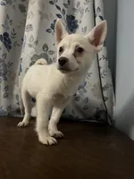 Ricky, a male Alaskan Klee Kai for sale in Durham, CT – Photo 8 of 10