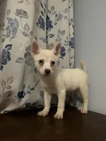 Ricky, a male Alaskan Klee Kai for sale in Durham, CT – Photo 10 of 10