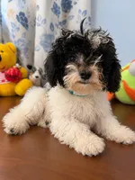 Jena, a female Bichpoo for sale in Durham, CT – 1 of 10