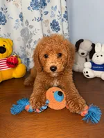 Bailey , a male Miniature Goldendoodle for sale in Durham, CT – 9 of 10