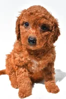 Fran, a female Miniature Goldendoodle for sale in Durham, CT – 8 of 9