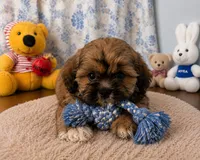 Storm , a male Lhasa Apso for sale in Durham, CT – 1 of 10