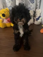 Danny, a male Havapoo for sale in Durham, CT – 2 of 10