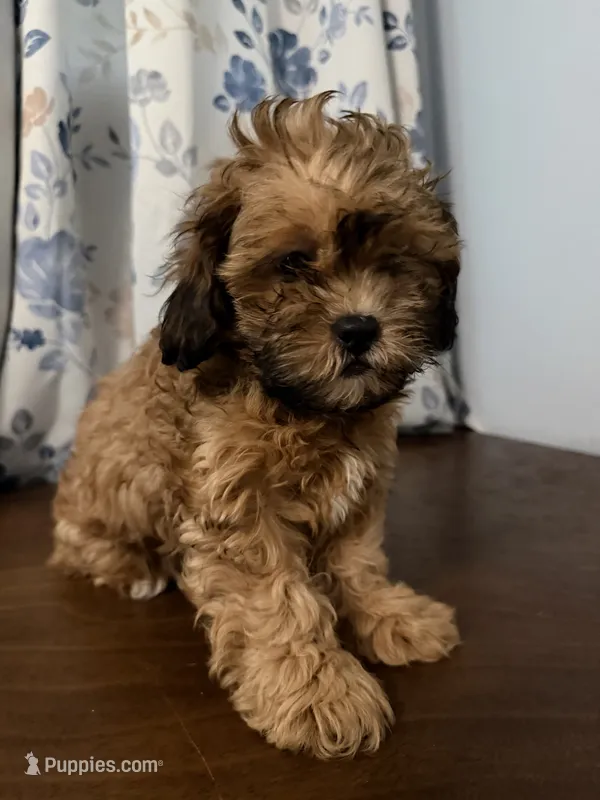 Lee – Shihpoo puppy for sale in Durham, CT