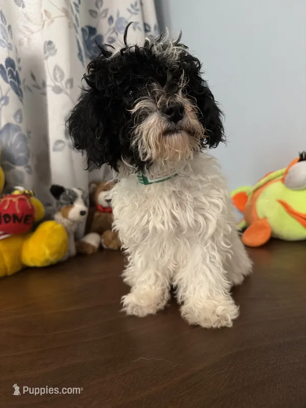 Moe  – Bichpoo puppy for sale in Durham, CT