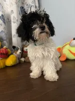 Moe , a male Bichpoo for sale in Durham, CT – 1 of 10