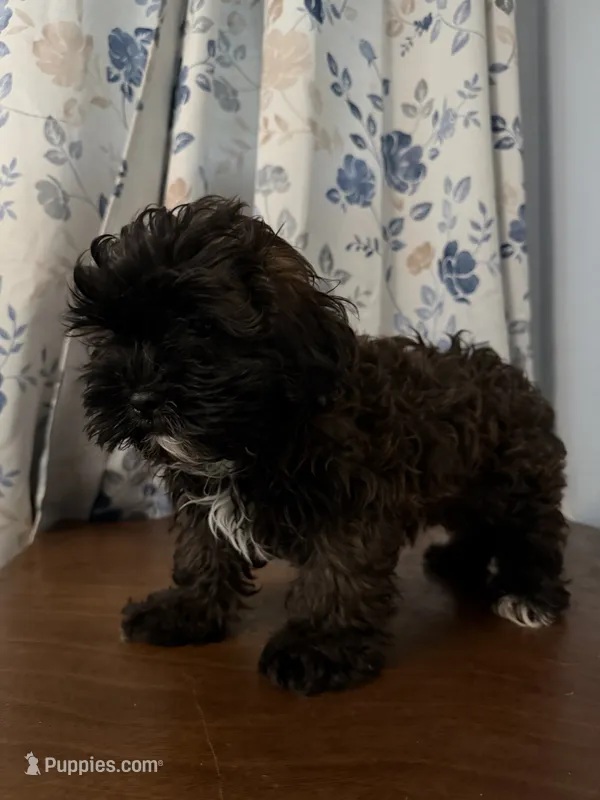 Tucker – Shihpoo puppy for sale in Durham, CT