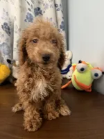 Linda, a female Havapoo for sale in Durham, CT – 4 of 10