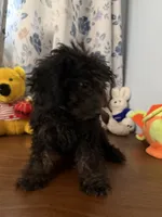 Lu, a female Yorkipoo for sale in Durham, CT – 6 of 10