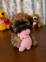 Cindy , a female Lhasa Apso for sale in Durham, CT – 2 of 10