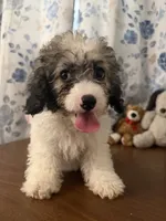 Daisy , a female Cockapoo for sale in Durham, CT – 7 of 10