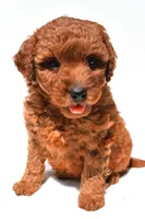 Fern, a female Miniature Goldendoodle for sale in Durham, CT – 3 of 10