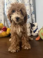 Manny, a male Havapoo for sale in Durham, CT – 4 of 10