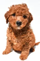 Freddy, a male Miniature Goldendoodle for sale in Durham, CT – 3 of 8