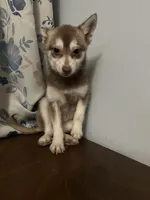 Lucy, a female Alaskan Klee Kai for sale in Durham, CT – Photo 5 of 10