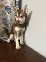 Lucy, a female Alaskan Klee Kai for sale in Durham, CT – Photo 3 of 10