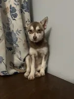 Lucy, a female Alaskan Klee Kai for sale in Durham, CT – Photo 8 of 10