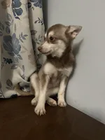 Lucy, a female Alaskan Klee Kai for sale in Durham, CT – Photo 10 of 10