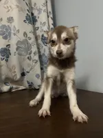 Lucy, a female Alaskan Klee Kai for sale in Durham, CT – Photo 2 of 10
