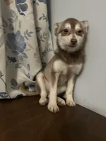 Lucy, a female Alaskan Klee Kai for sale in Durham, CT – Photo 9 of 10