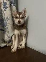 Lucy, a female Alaskan Klee Kai for sale in Durham, CT – Photo 4 of 10
