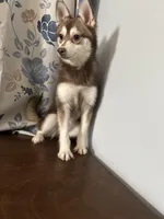 Lucy, a female Alaskan Klee Kai for sale in Durham, CT – Photo 4 of 10