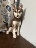 Lucy, a female Alaskan Klee Kai for sale in Durham, CT – Photo 5 of 10