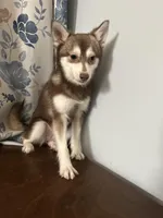 Lucy, a female Alaskan Klee Kai for sale in Durham, CT – Photo 2 of 10