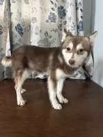 Lucy, a female Alaskan Klee Kai for sale in Durham, CT – Photo 7 of 10