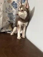 Lucy, a female Alaskan Klee Kai for sale in Durham, CT – Photo 10 of 10