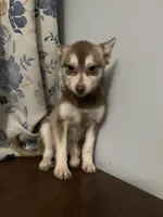 Lucy, a female Alaskan Klee Kai for sale in Durham, CT – Photo 3 of 10