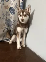 Lucy, a female Alaskan Klee Kai for sale in Durham, CT – Photo 1 of 10