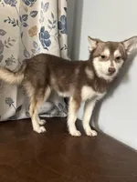 Lucy, a female Alaskan Klee Kai for sale in Durham, CT – Photo 6 of 10