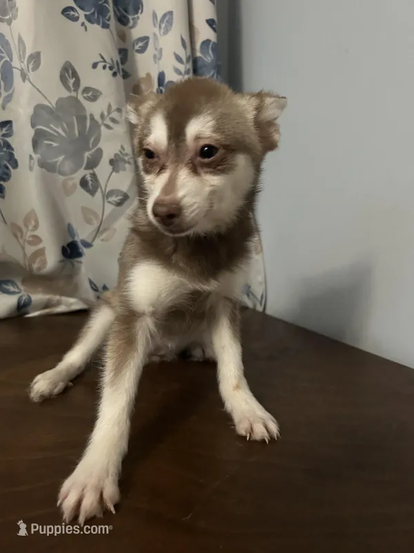 Lucy, a female Alaskan Klee Kai for sale in Durham, CT – Photo 1 of 10