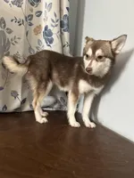 Lucy, a female Alaskan Klee Kai for sale in Durham, CT – Photo 8 of 10