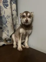 Lucy, a female Alaskan Klee Kai for sale in Durham, CT – Photo 6 of 10