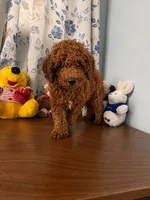 Brown, a male Poodle - Miniature  for sale in Durham, CT – 6 of 10