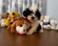 Lucy, a female Morkie for sale in Durham, CT – 9 of 10