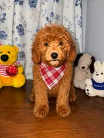 Bailey , a male Miniature Goldendoodle for sale in Durham, CT – 3 of 10