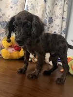Bobby, a male Cockapoo for sale in Durham, CT – 6 of 10