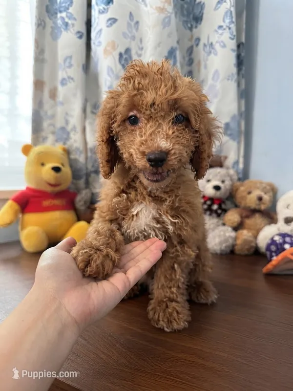 Manny – Havapoo puppy for sale in Durham, CT