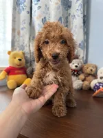 Manny, a male Havapoo for sale in Durham, CT – 1 of 10