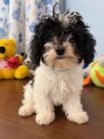 Jena, a female Bichpoo for sale in Durham, CT – 6 of 10