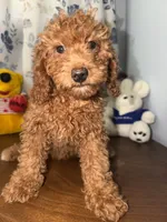 Daisey , a female Miniature Goldendoodle for sale in Durham, CT – 5 of 10