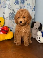 Bailey , a male Miniature Goldendoodle for sale in Durham, CT – 10 of 10