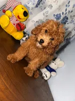 Milo, a male Miniature Goldendoodle for sale in Durham, CT – 2 of 10